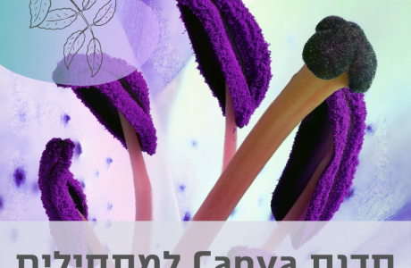 סדנת עיצוב ו-Canva למתחילים